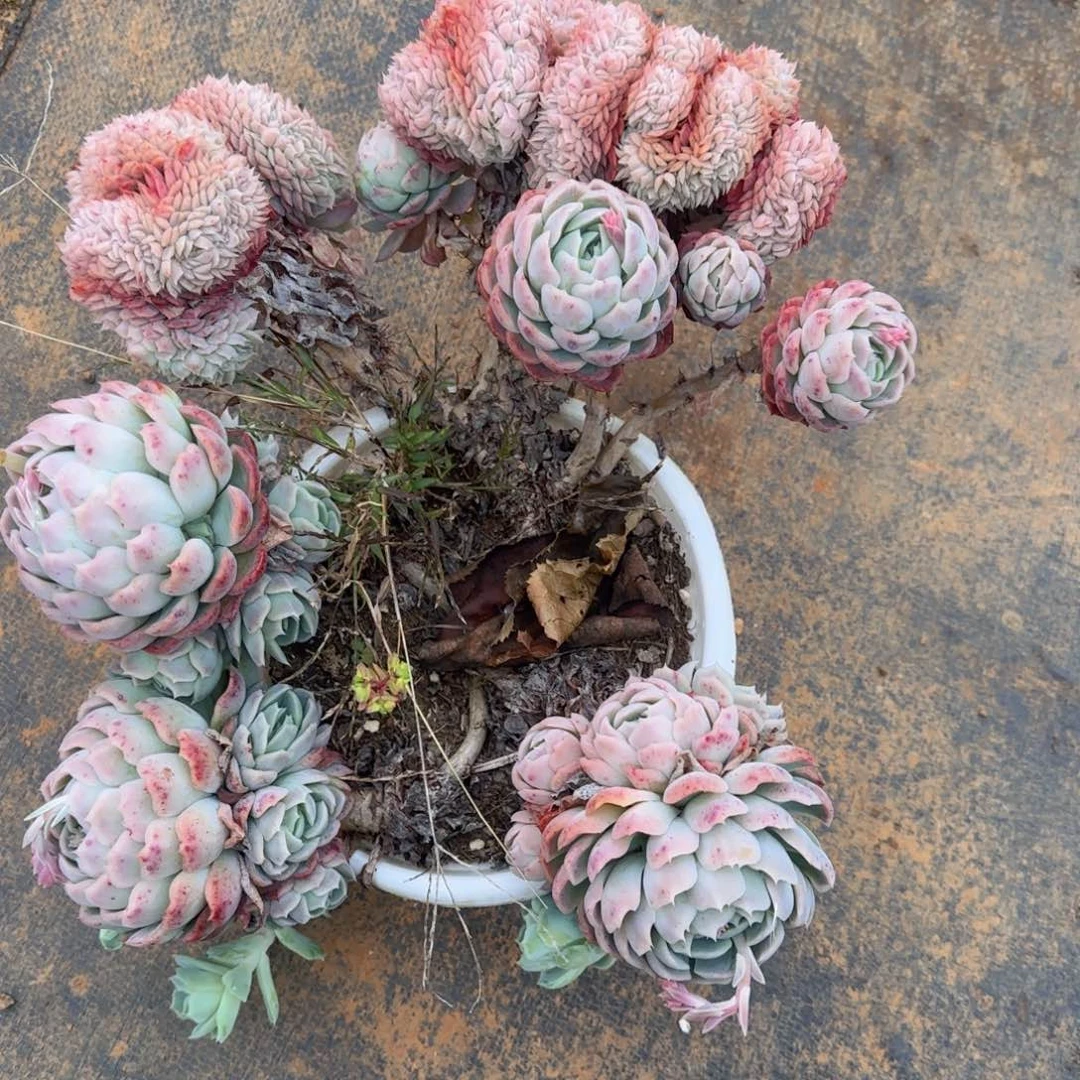 R****e要想把这个故事的开头