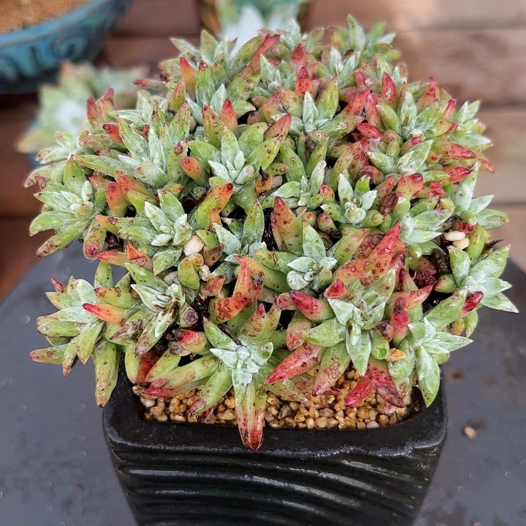 3160雪花仙女杯多肉