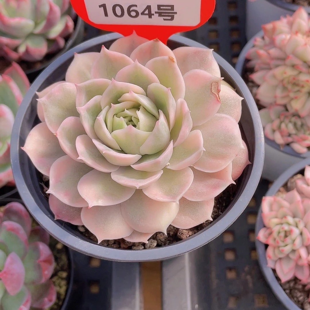 1064号 昂斯诺锦单头