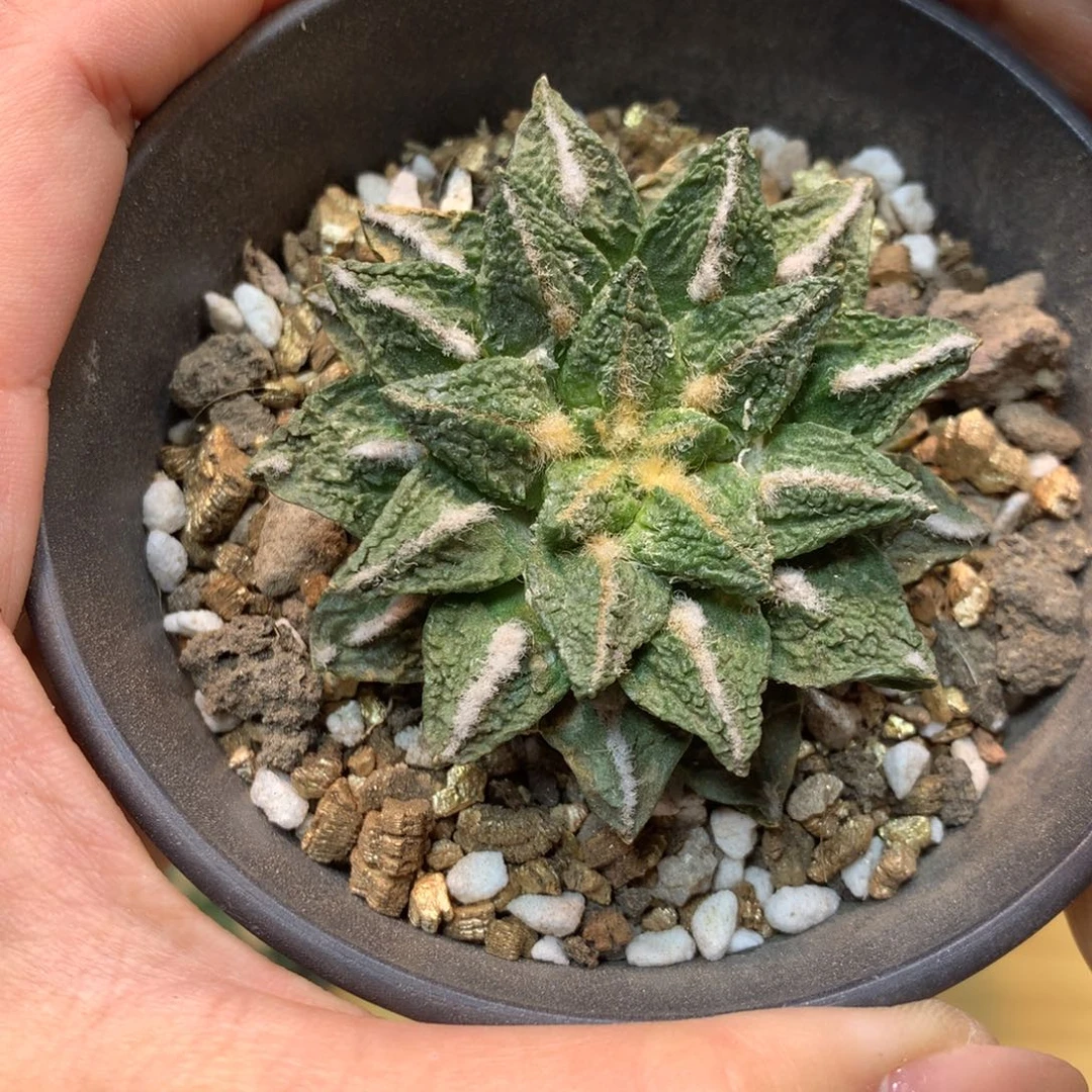 19号 自根 出根黑牡丹5.5公分带盆土发货