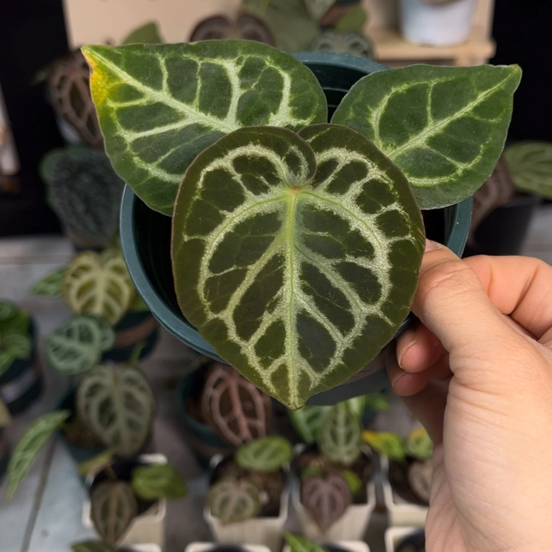 无花朵031 辐射纹杂小钻石