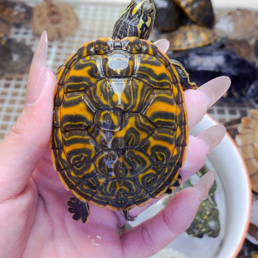 不分公母宠物龟多甲精品火焰6.3+