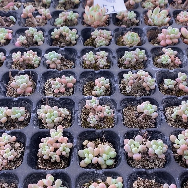 51 多肉植物盆栽花卉