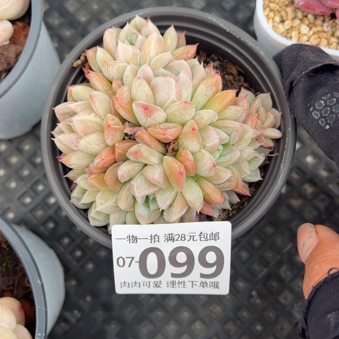 艾莎多肉多肉多肉多肉