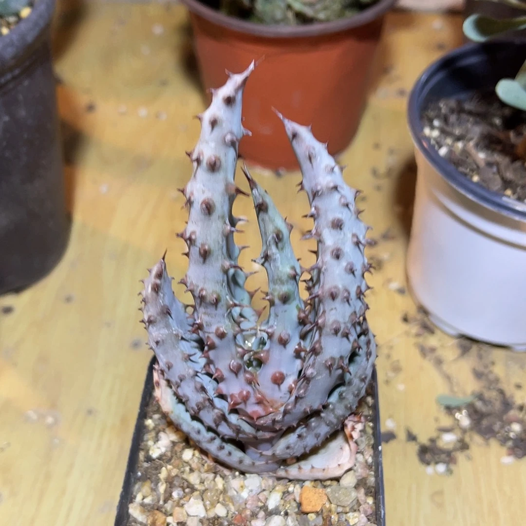 实生鬼切芦荟一物一拍