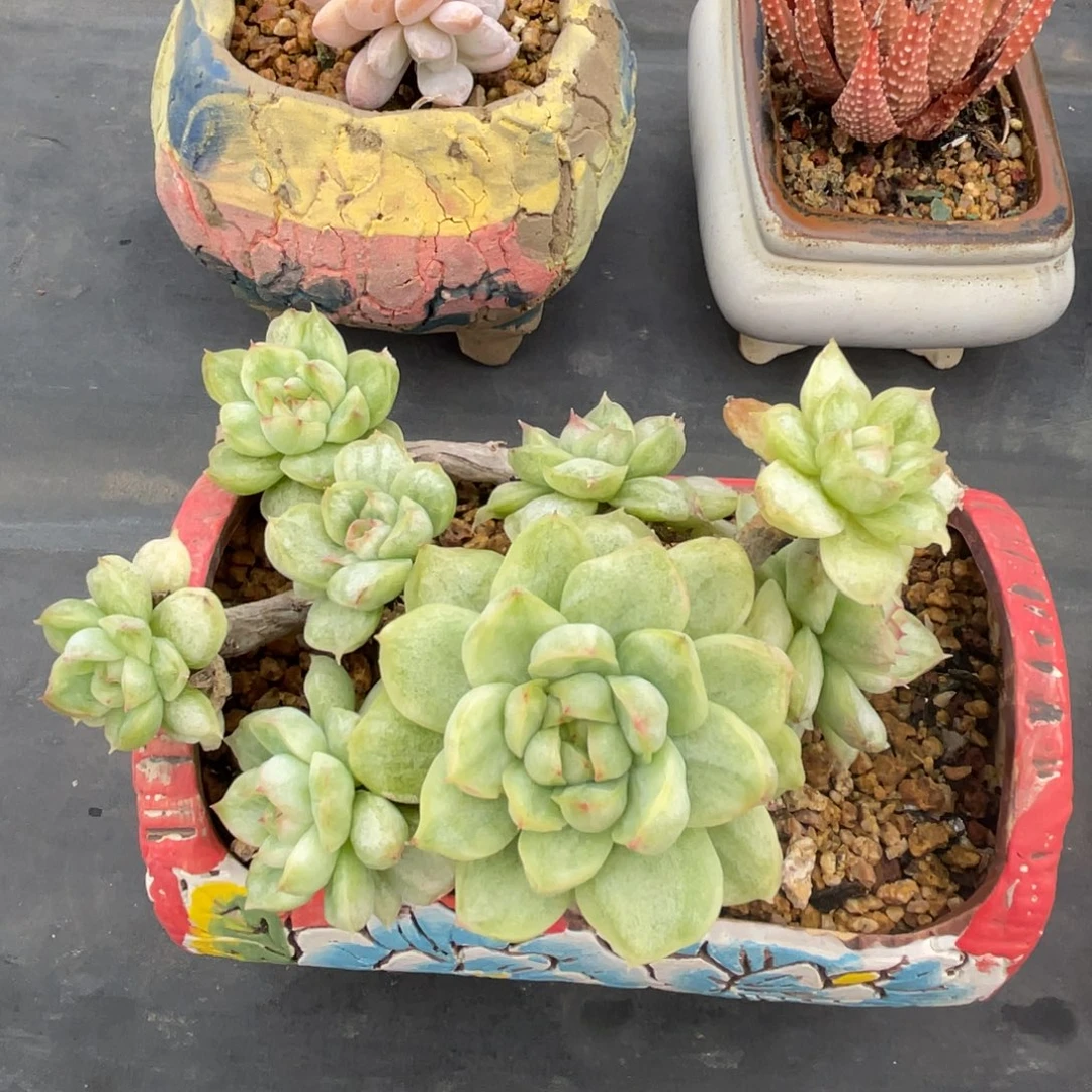 东云杂整装无砍石化