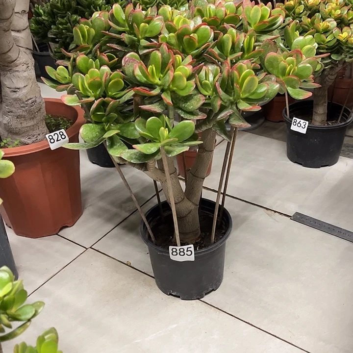 彩玉树花月独杆老桩