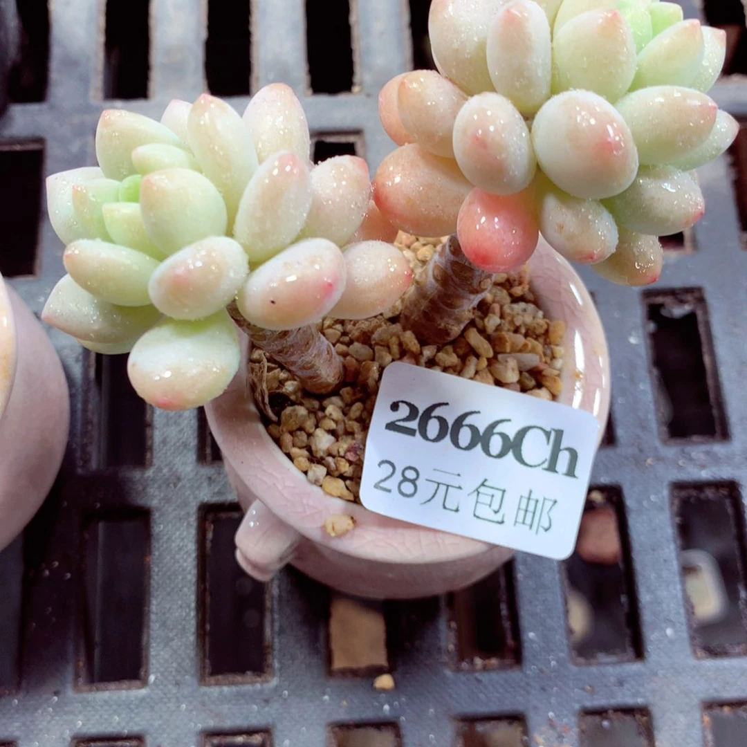 5厘米盆精控多肉2666