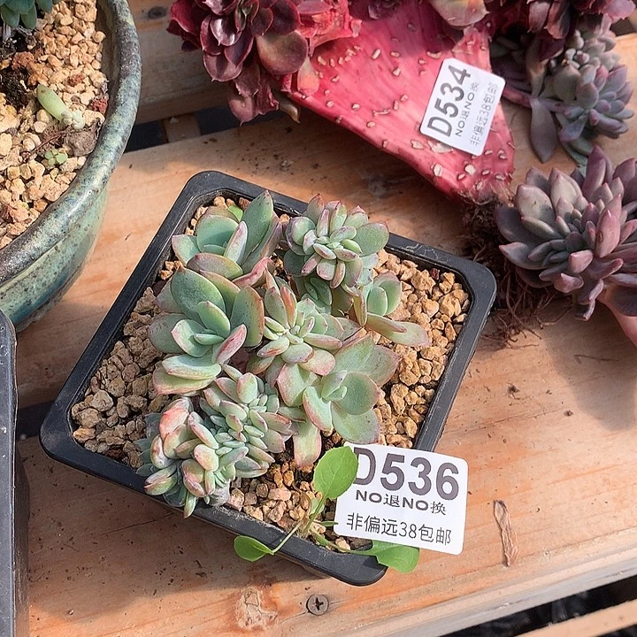 白凤朵朵536 基地已转处理 玻璃勿扰