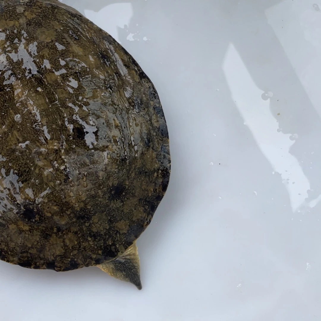 中国大陆12345678