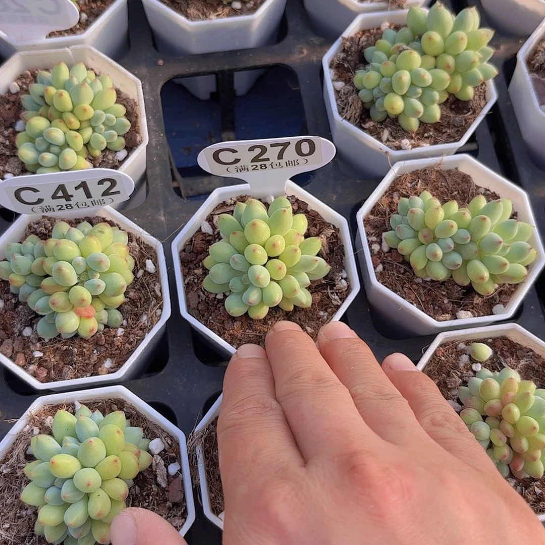 知***了C270精灵奶一物一拍