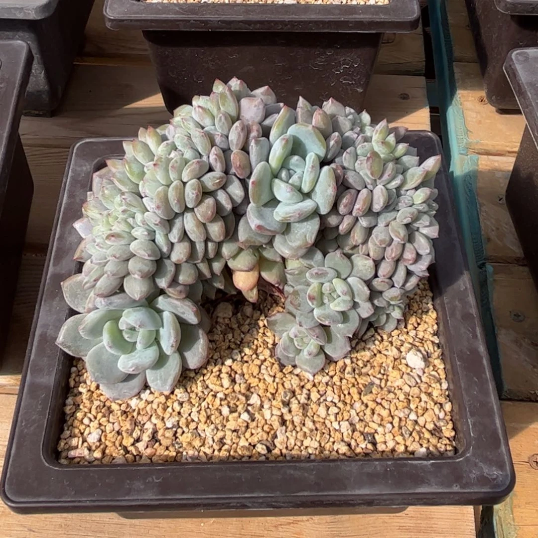 小****天77专拍星影缀zzzzzzz