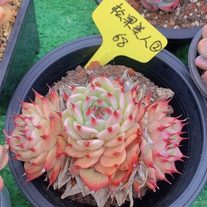 多肉植物，开心多肉，粉丝福利场
