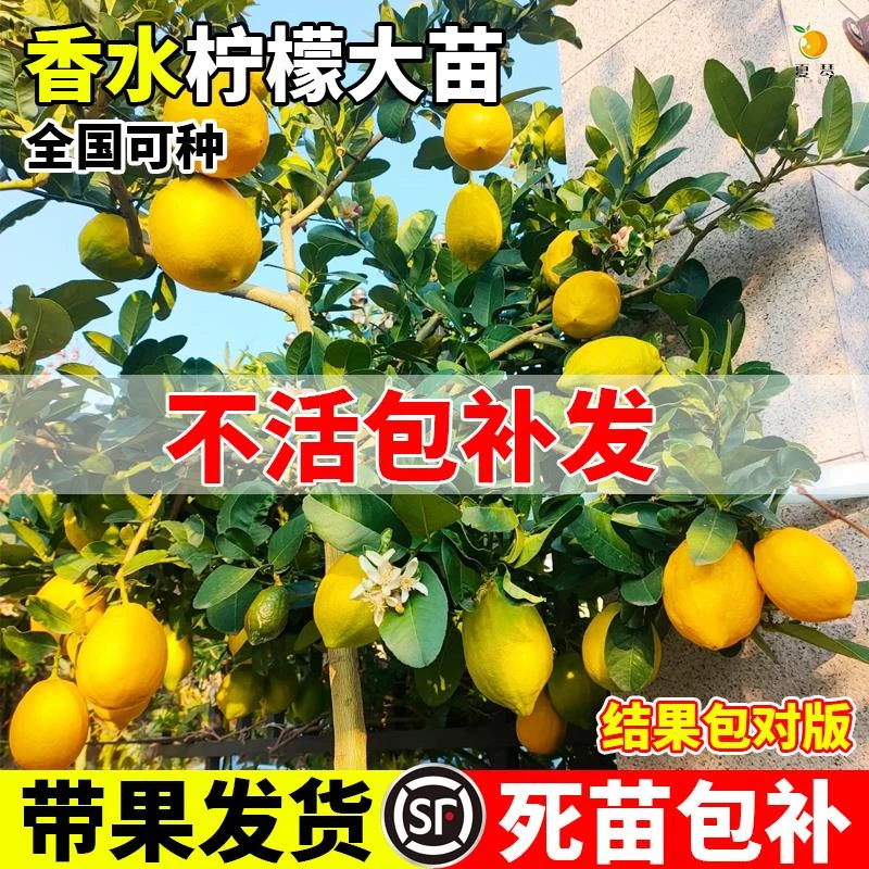 香水柠檬树树苗盆栽客厅绿植带果苗室内地栽四季结果无核青柠檬
