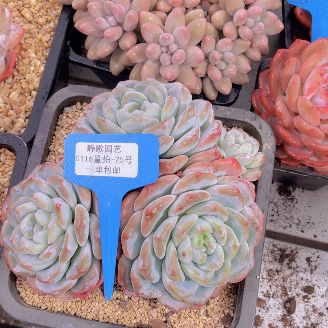 0116-25-母本大群冰玉一颗