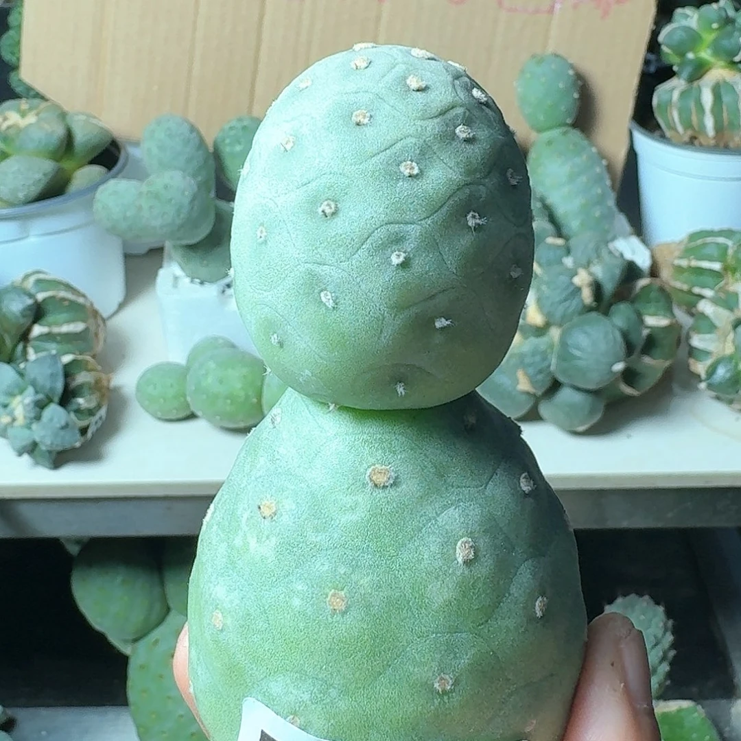 【闪购商品】无花朵夕**悦龙蛋598