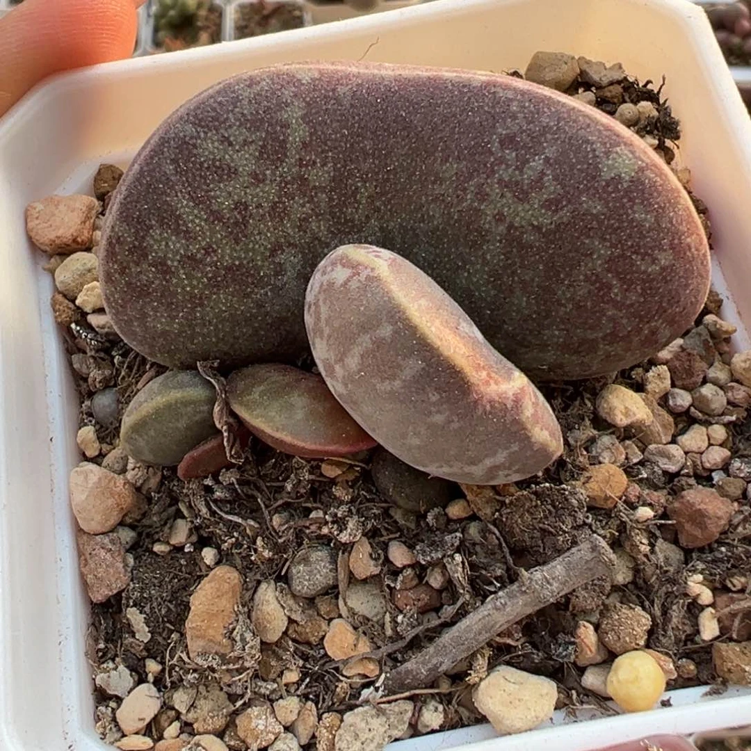 满斑花蛋多肉植物水泡背面有疤特价多肉植物