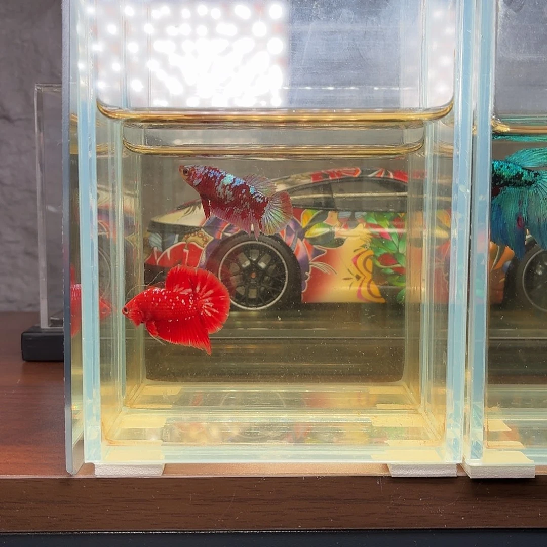 斗鱼彩金将军公鱼