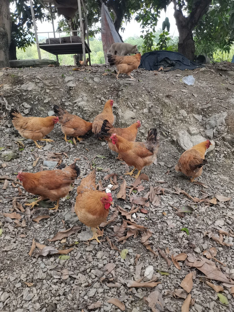 百色自家白切鸡芒果蒜苗地放养散养土鸡3斤左右一只不包邮散养鸡