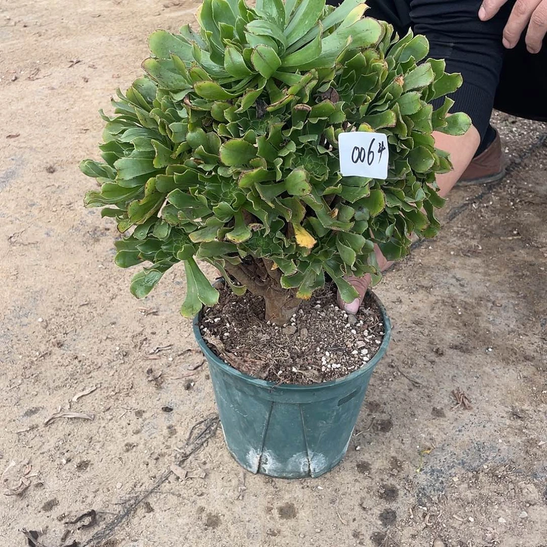 法师植物绿法师006