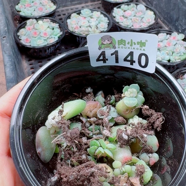 柒***默多肉植物多肉植物