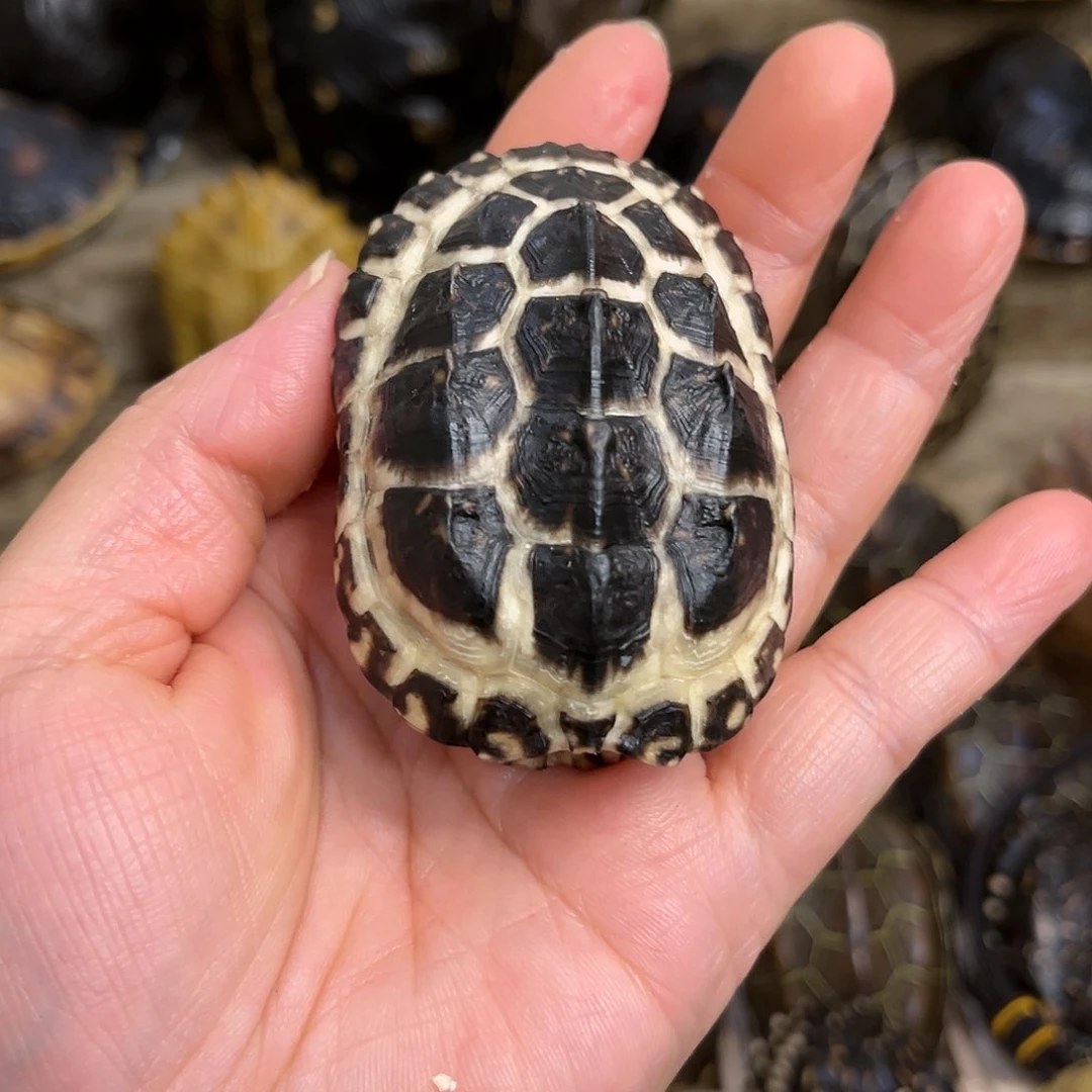 新骨瓷看****）精品龟壳手把件