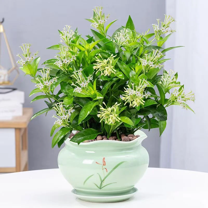 夜来香盆栽目前没有花苞植物四季开花树苗庭院室内盆景花卉绿植.