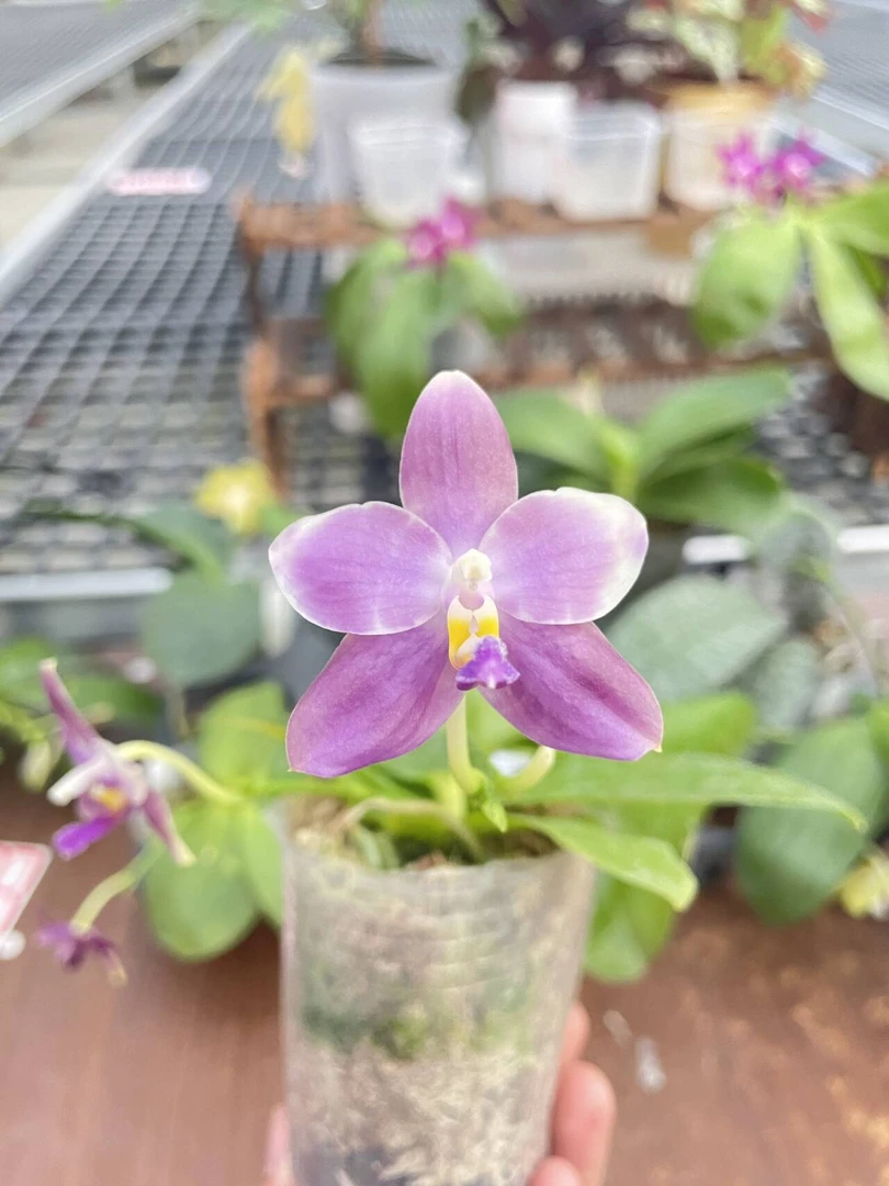 CA704五星蓝盾蓝皇后2.5寸带花剑原生种趣味蝴蝶兰花苗