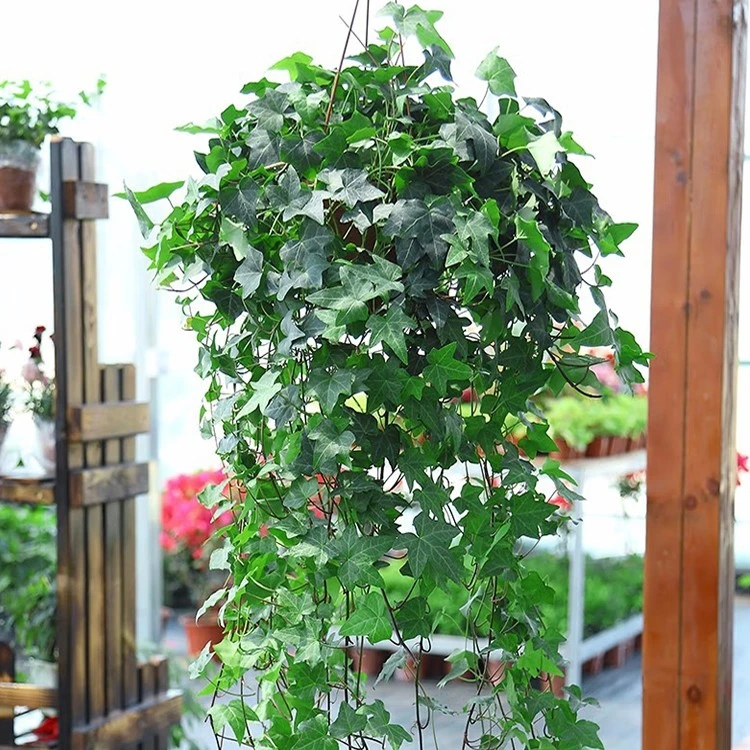 常春藤盆栽藤蔓室内垂吊兰长春藤吸甲醛爬常青藤观叶绿植植物阳台