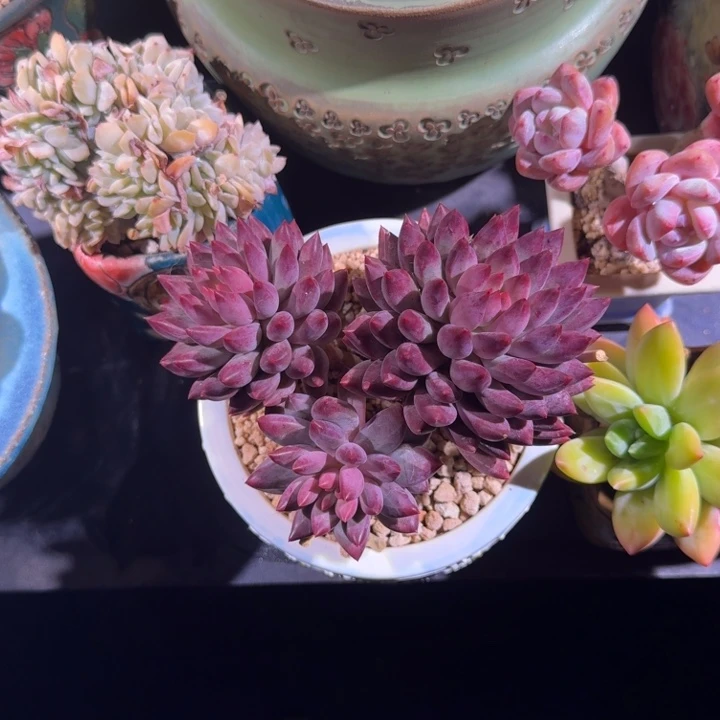 紫体虞美人  一物一拍