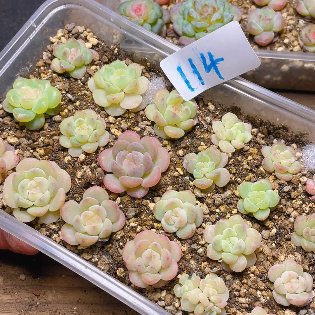 多肉植物多肉植物114