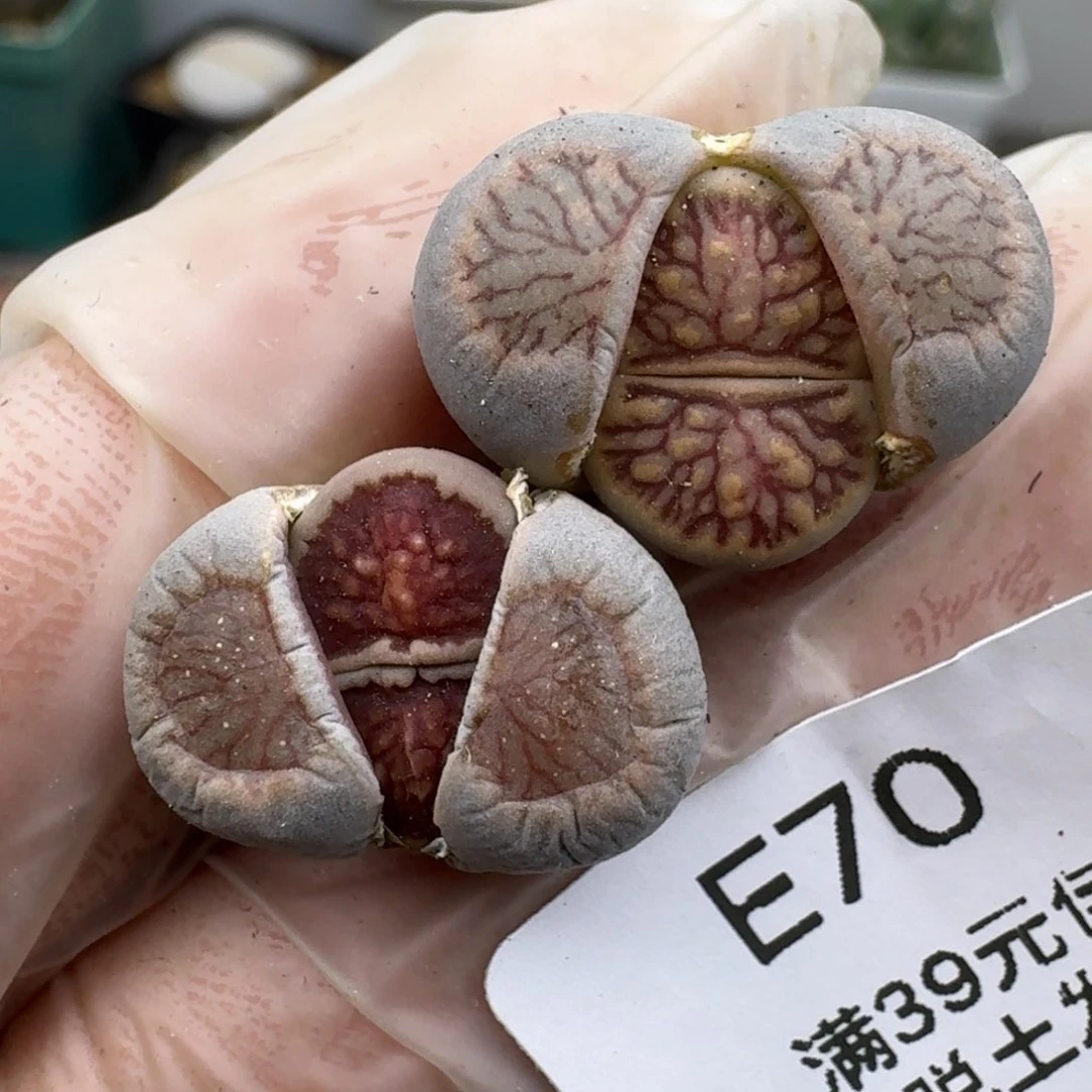 70多肉哈哈哈哈哈