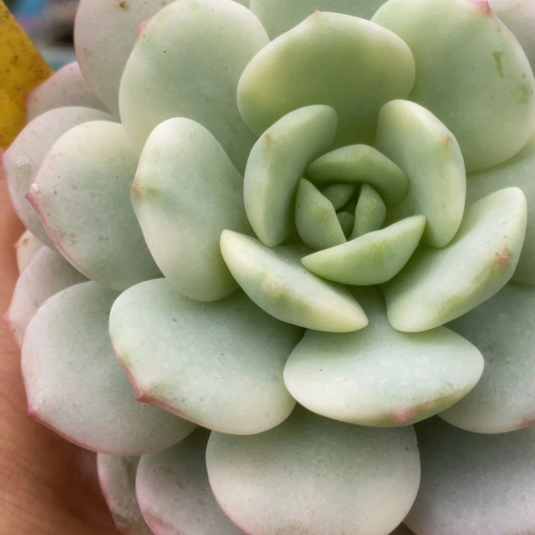 327香草锦锦锦锦锦锦锦锦