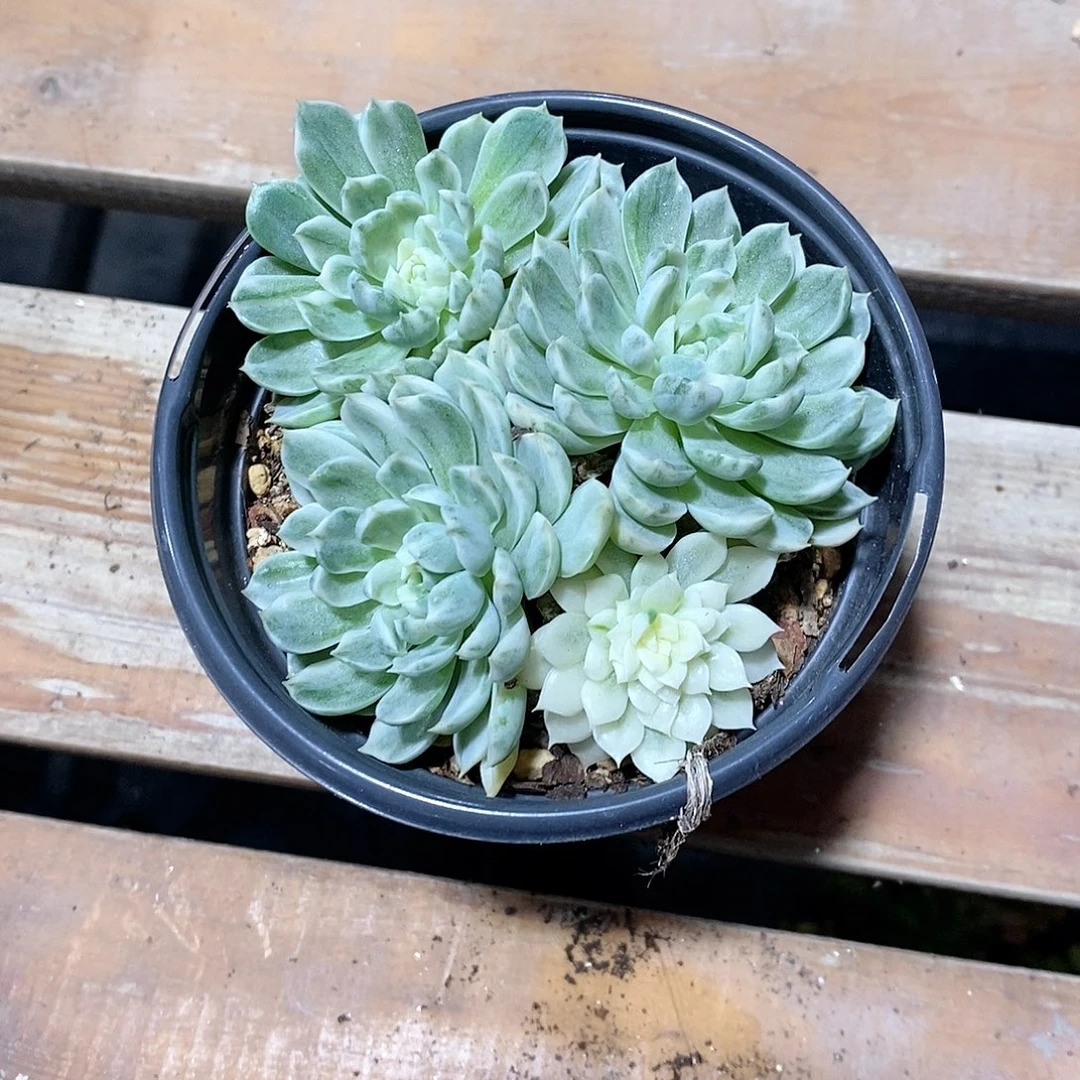 阿***.香草月影锦多肉植物老桩