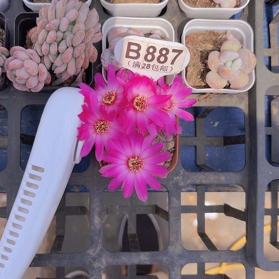 B887伊利斯一物一拍