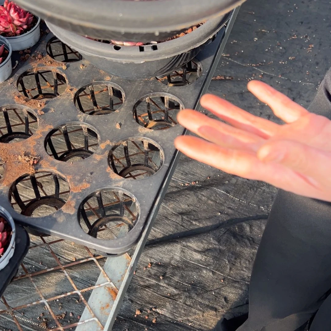 春节大福利，280盆吉娃娃！