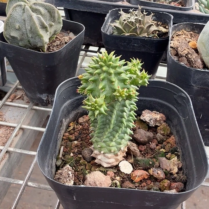 海胆大戟单头2仙人球