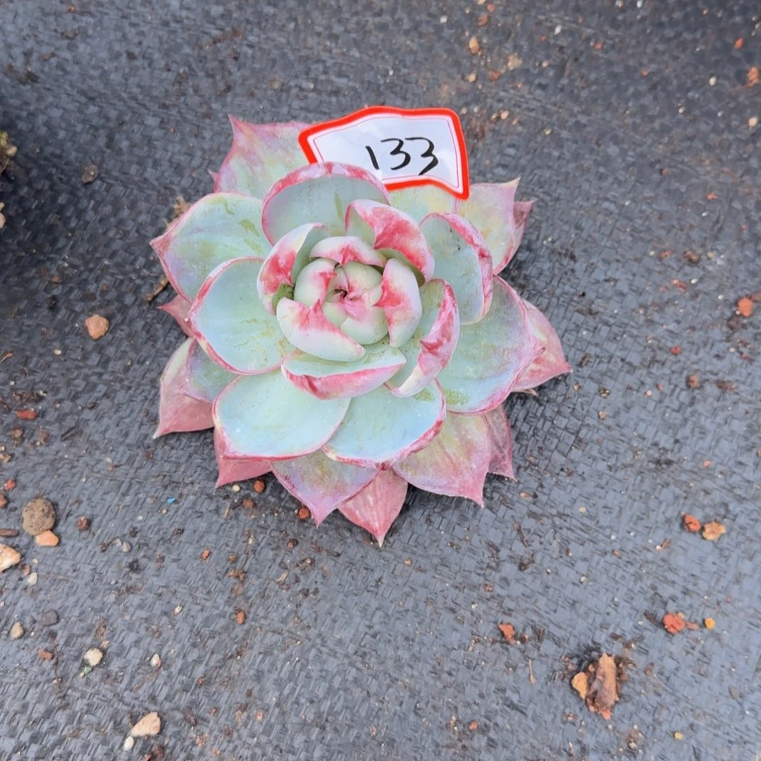 肉***●133福袋