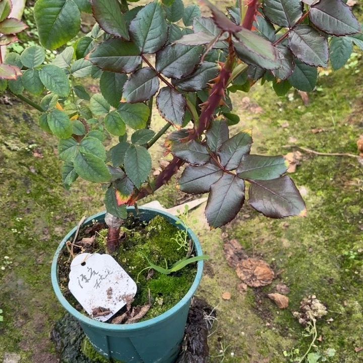 无花朵开播福利漂亮枕头