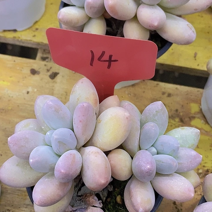 开心多肉，一物一拍，拍冷链接包黑腐