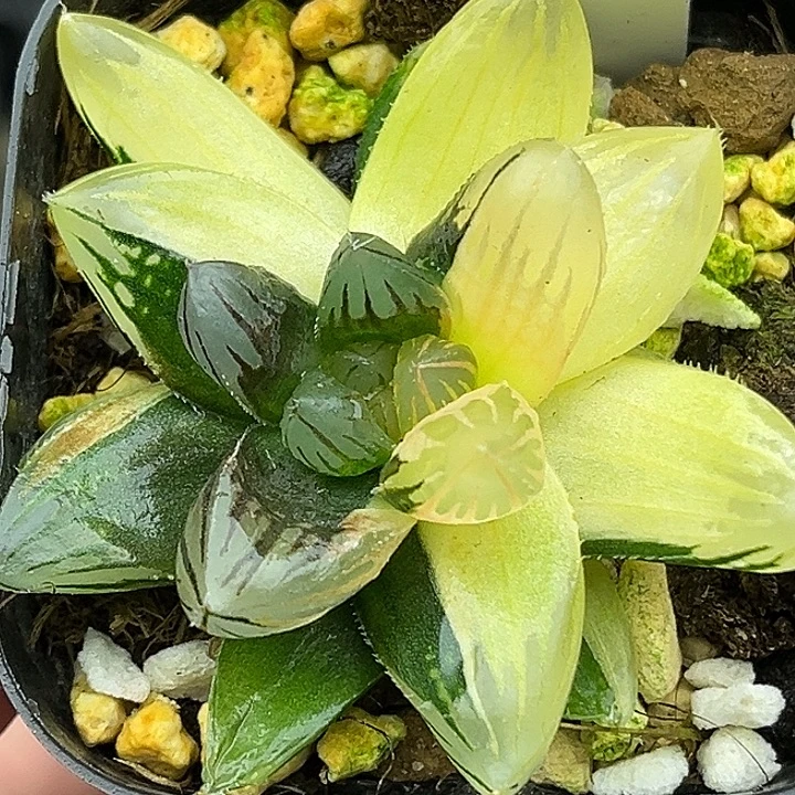 61龙爪玉露锦头家多肉十二卷