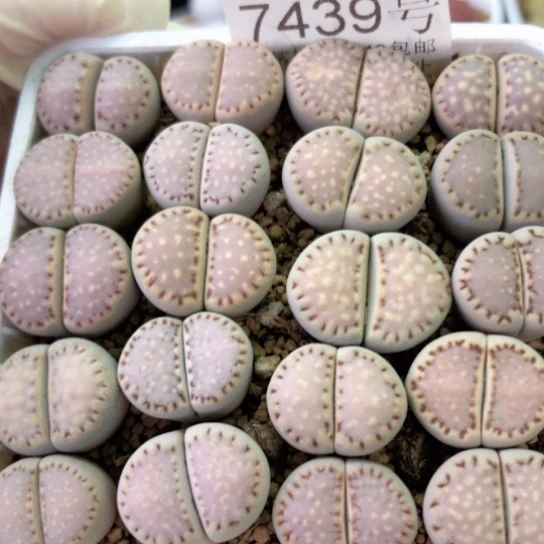 7439，饼干1.5-1.8厘米20棵