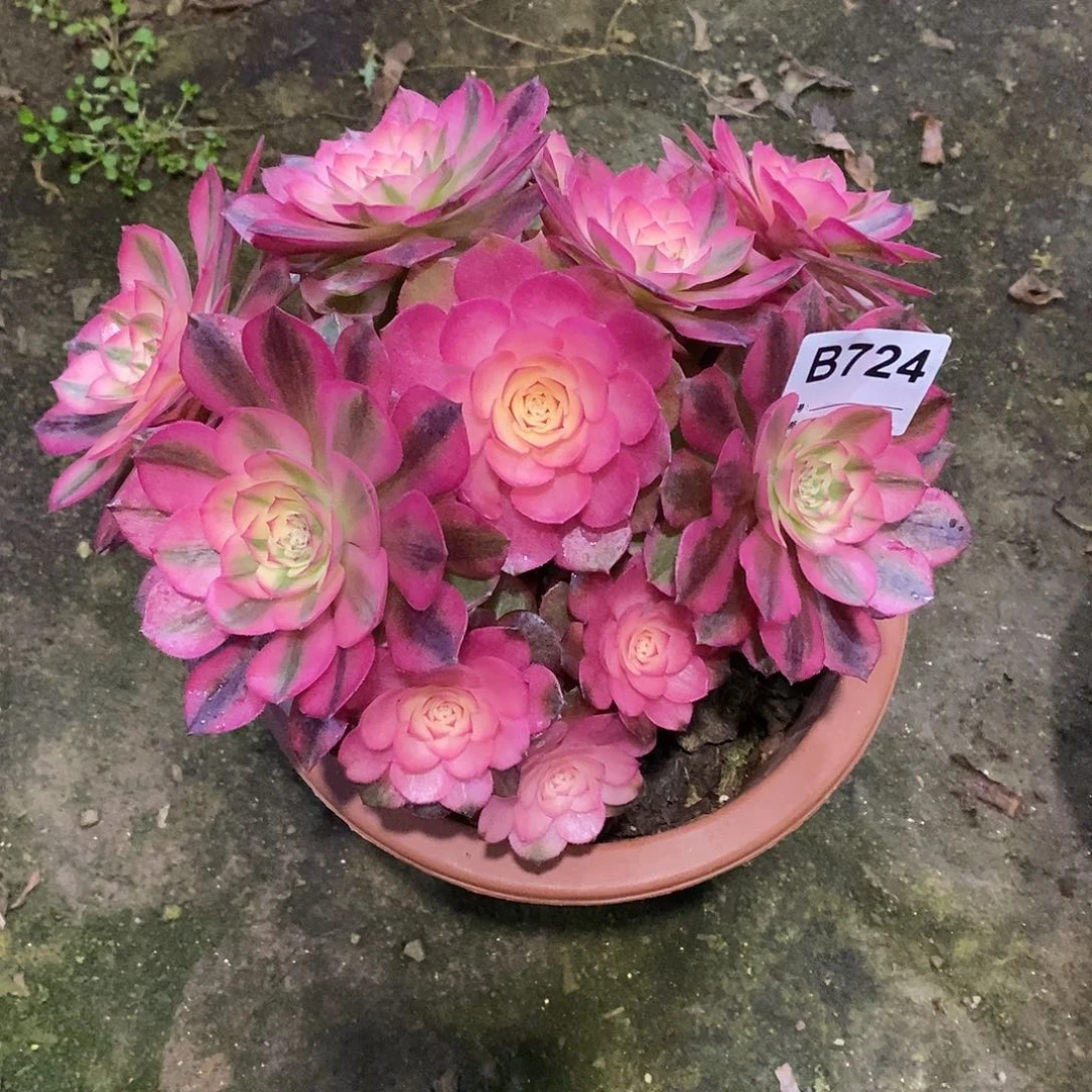 倾城多肉植物724