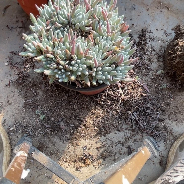 161号雪花多肉植物