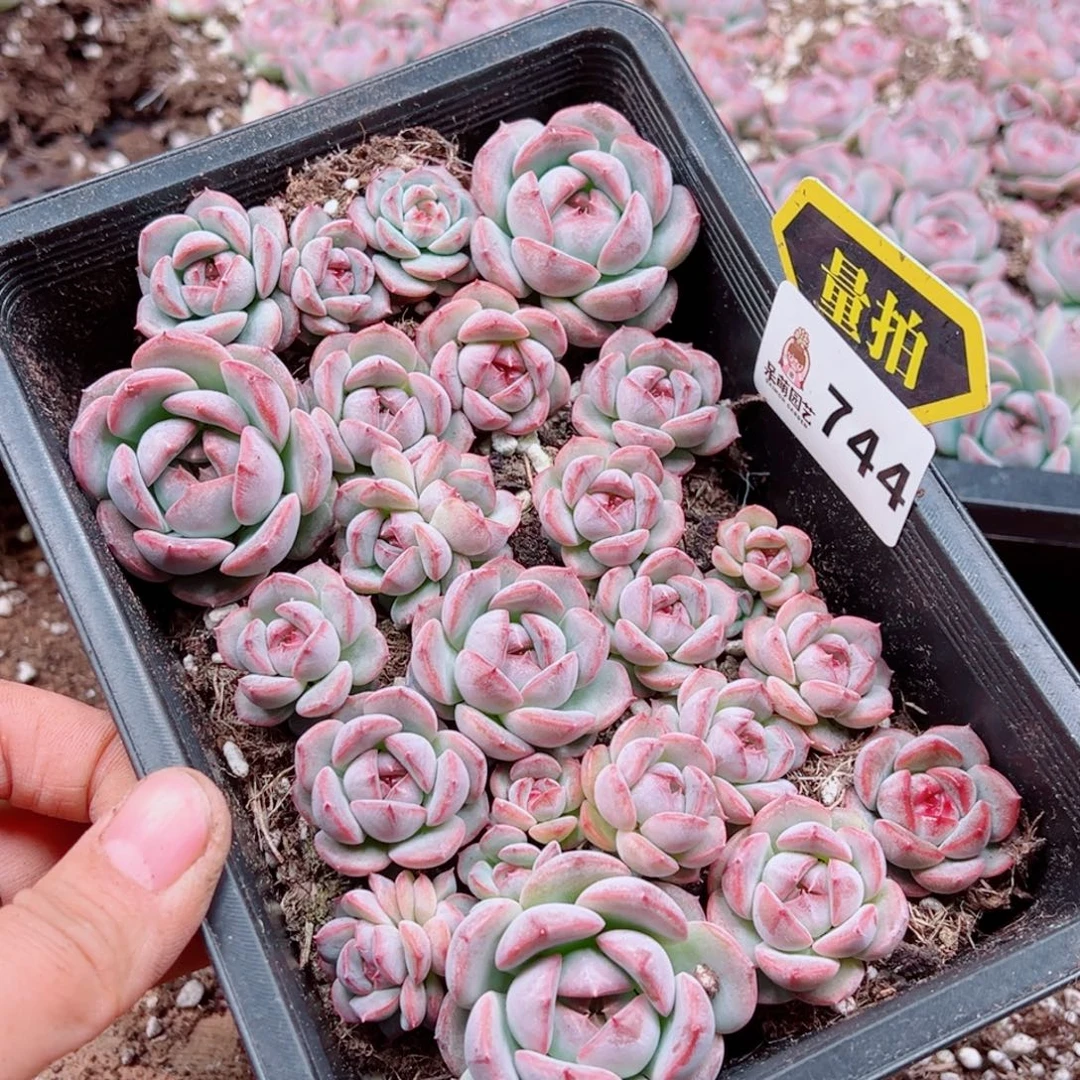 多肉植物多肉植物