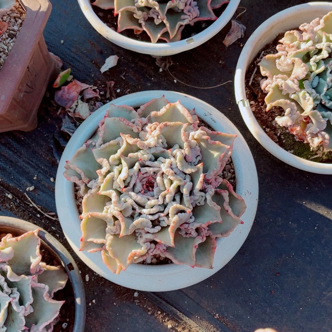 饺子皮一颗大群的