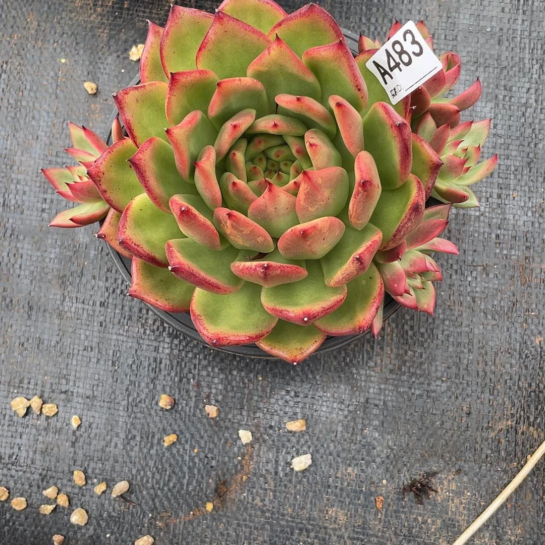 若如东云单拍A483