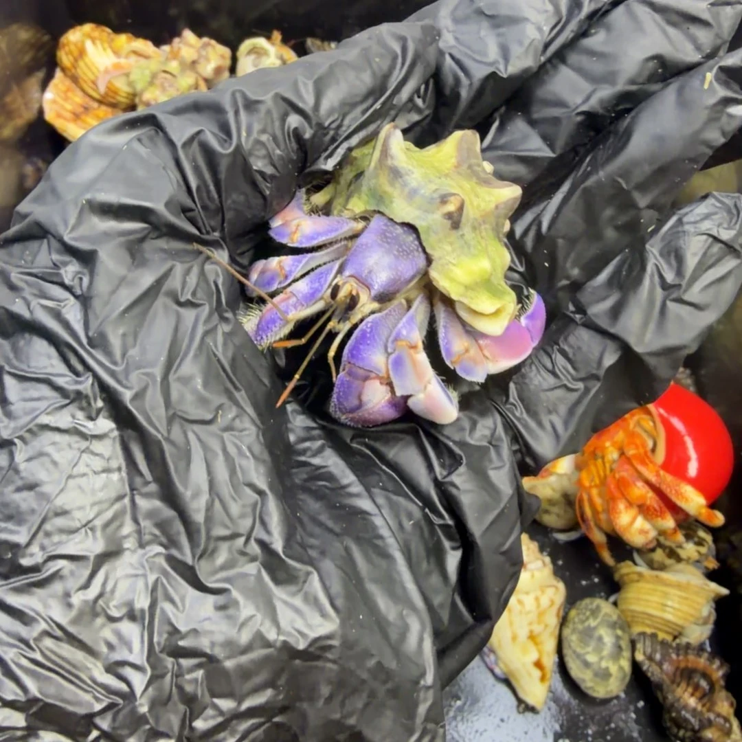498活体不退不换换换换