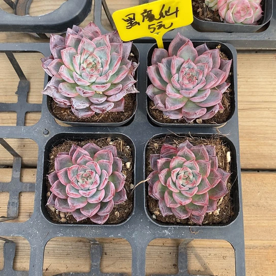 黑魔仙   福利多多