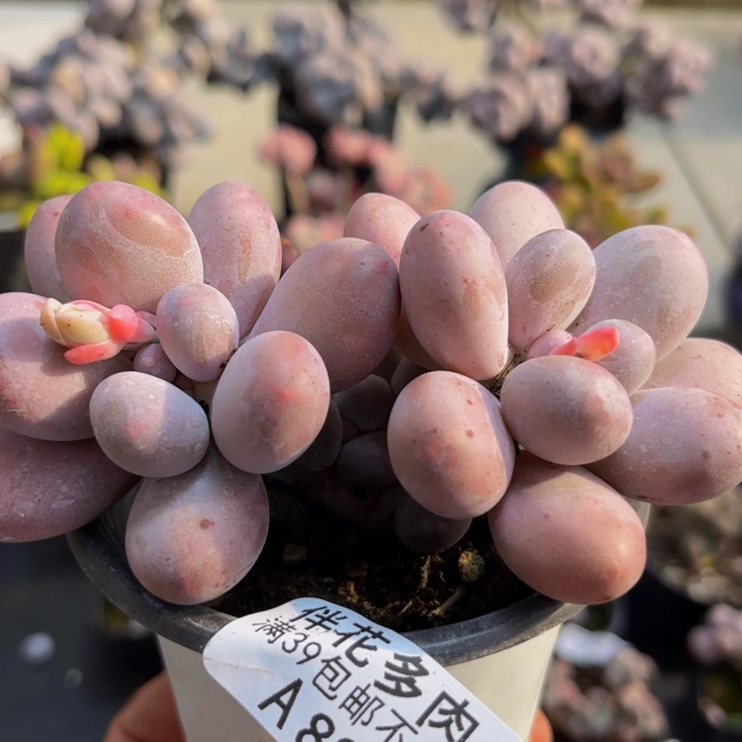 890/8cm汤圆奶酪多肉植物
